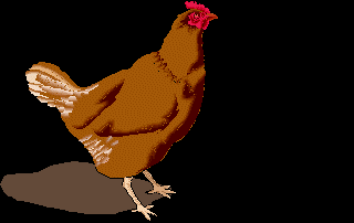 Chicken.gif