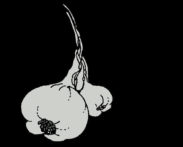 garlic.gif