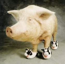 pig.jpg
