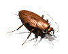 roach.gif