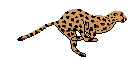 leopard.gif