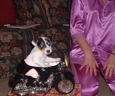 bikerdog