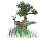 deereatinggrass.gif