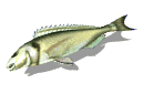 fishflop.gif