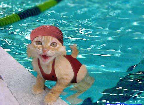 swimmingcat.jpg
