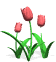 tulipspink.gif