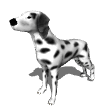 dalmatian.gif