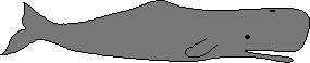 spermwhale.gif
