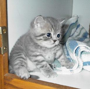 chub.jpg
