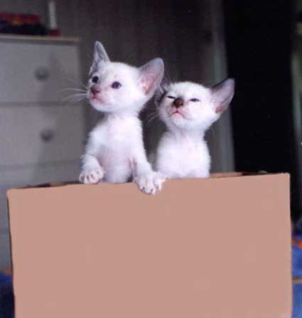 cutebabykits.jpg
