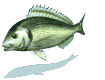 fishswim.gif