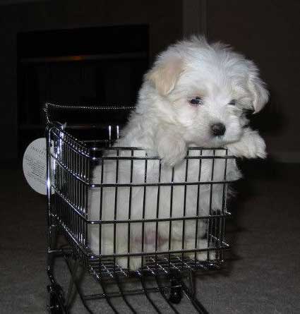 puppycart.jpg