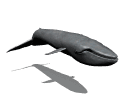 whale.gif