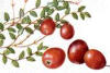 cranberry.jpg