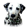 dalmation.jpg