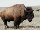 bison.jpg