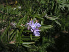 rosemary2.jpg