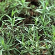 tarragon.jpg