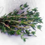 thyme.jpg