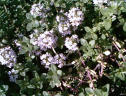 thyme2.jpg