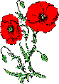 poppies.gif.gif