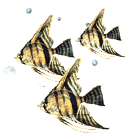 angelfish.gif