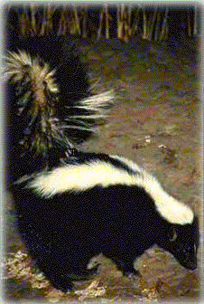skunk.gif