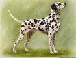 dalmation.jpg