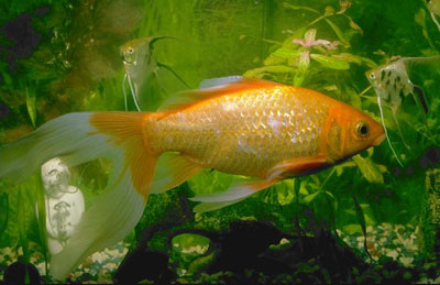 Images/bigfish.jpg