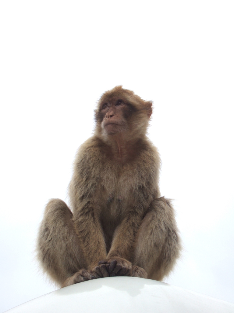 ape