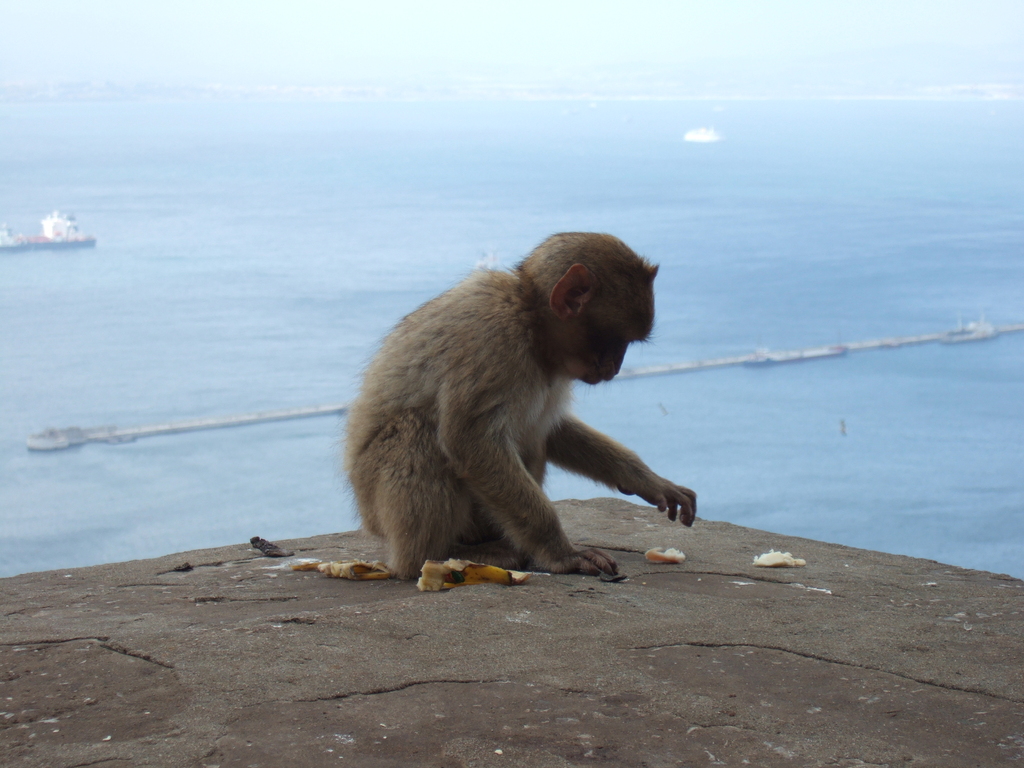 ape2
