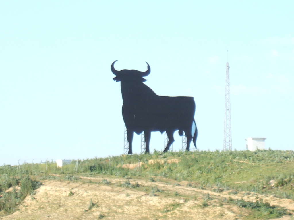 bull