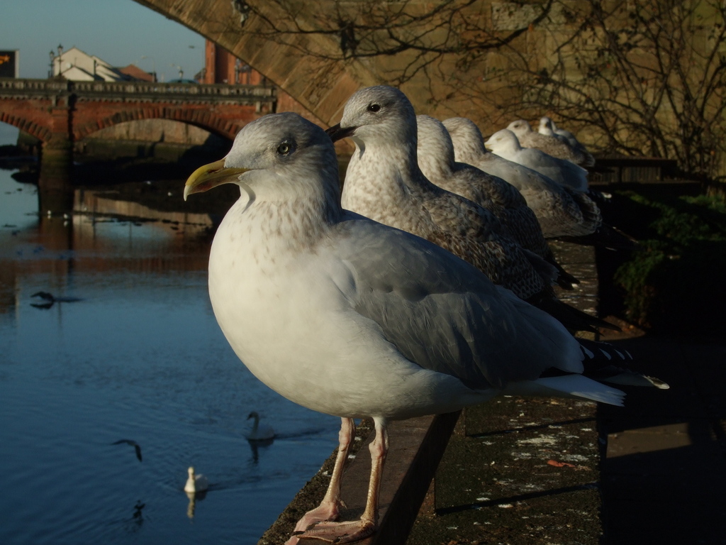 gulls