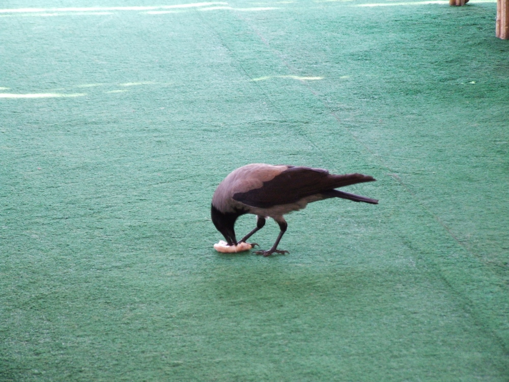 crow